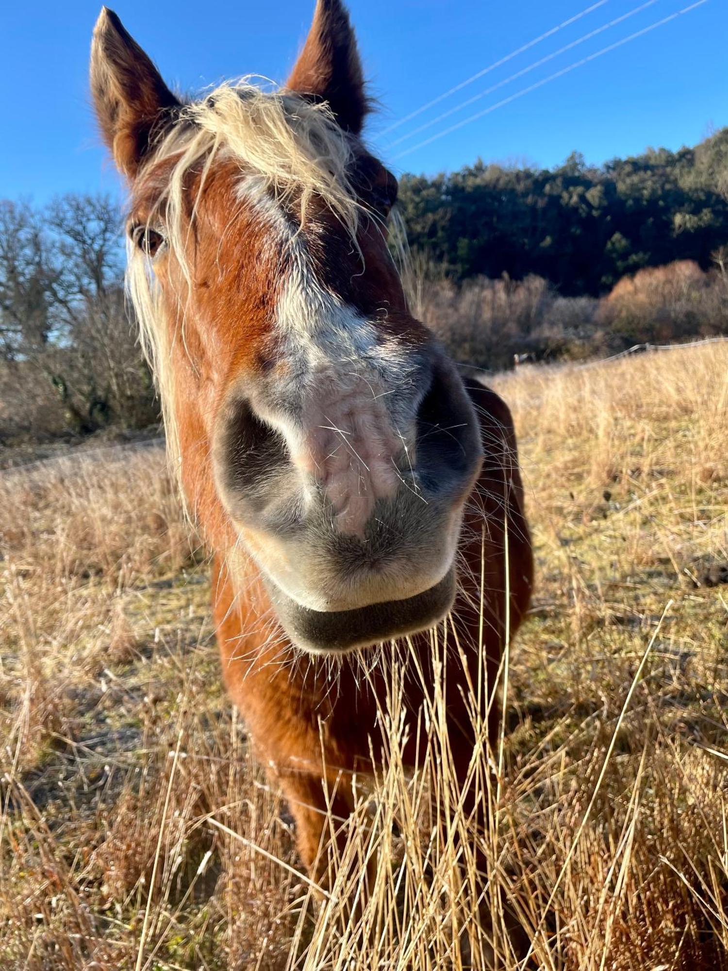 La Frigoule, Un Gite Au Coeur Du Parc Des Cevennes Generargues 외부 사진